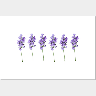 Lavender Sprig Design Posters and Art